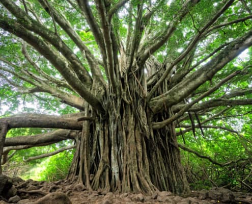 Bodhi Baum Ficus Feige