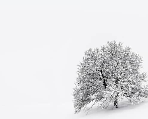 Einsamer Baum im Schnee
