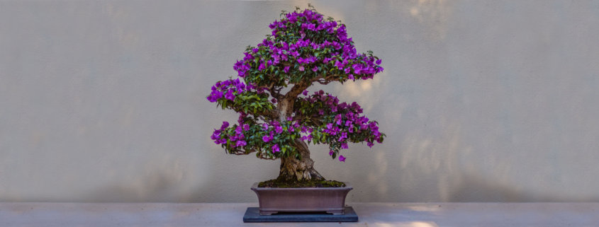 Baum Bonsai Blüten