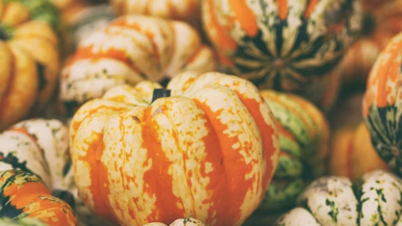 Kürbisse, Erntedank, Fülle des Herbstes